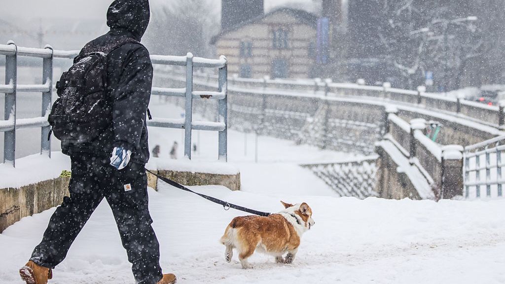 Rząd pracuje nad zmianami w prawie dotyczącymi psów i kotów