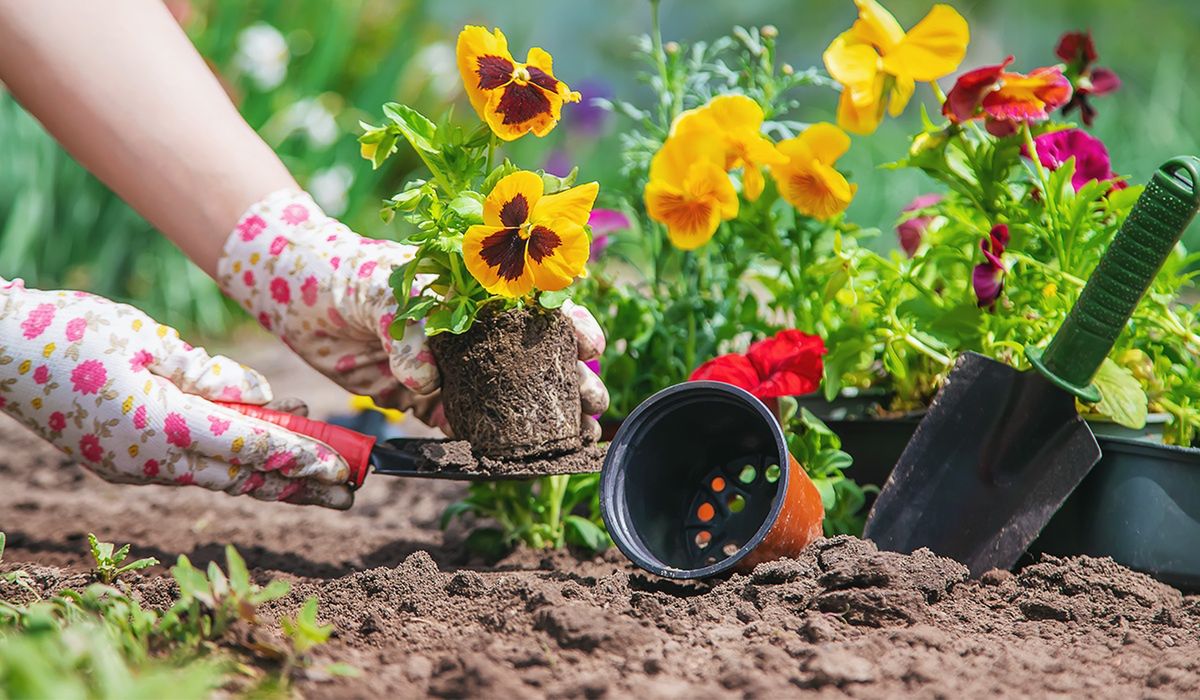 Symbol wiosny. Prosty trik na burzę bratków bez wydawania złotówki