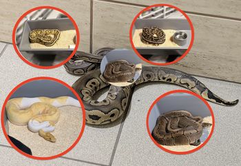 Pełno pytonów w budynku w Krakowie. Policja wydała oświadczenie