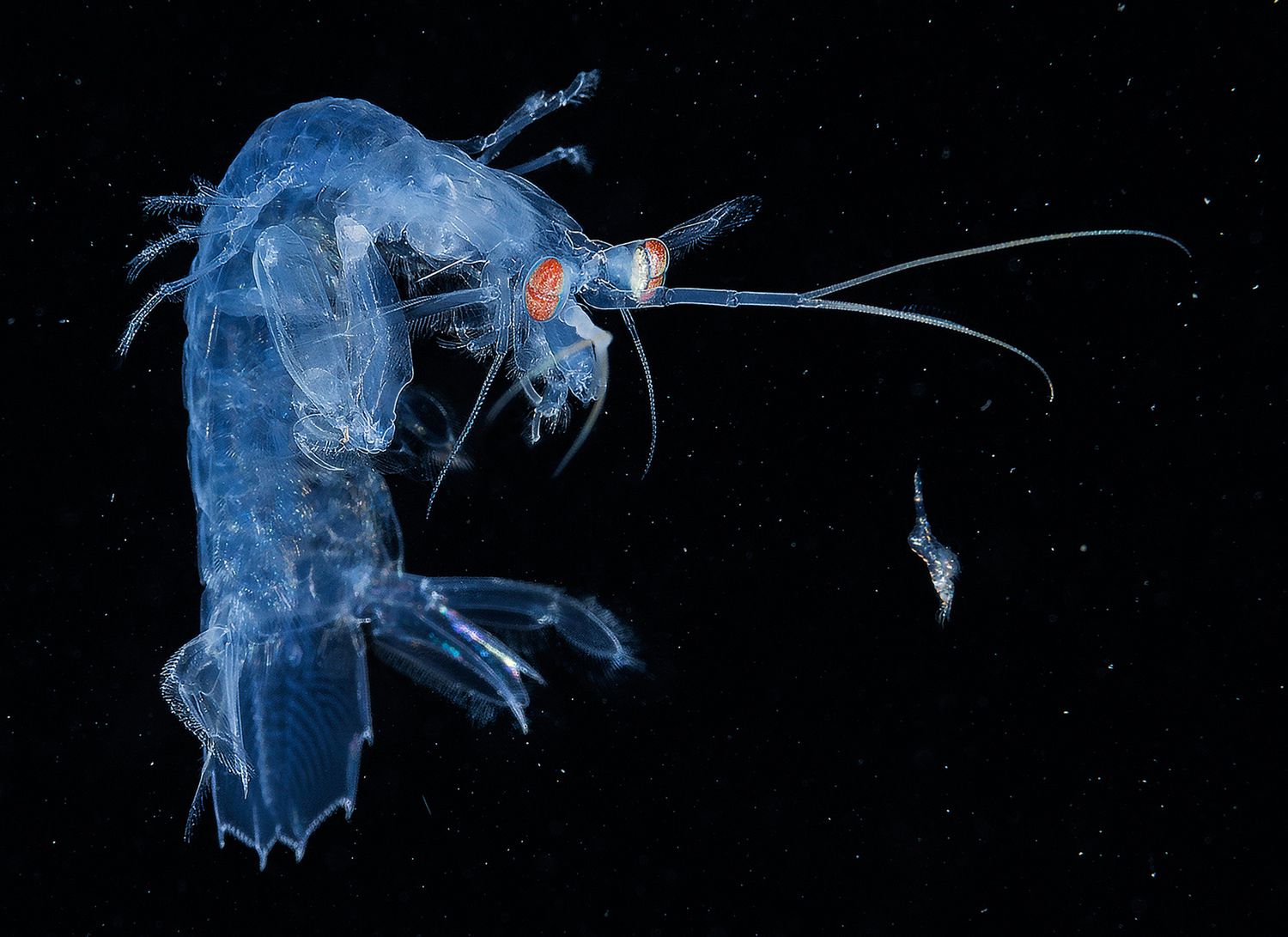 Takiego świata nie znacie. Oto najpiękniejsze zdjęcia podwodne w konkursie Underwater Photographer of the Year 2017 16