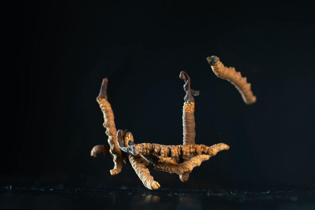 Grzyb Cordyceps sinensis.