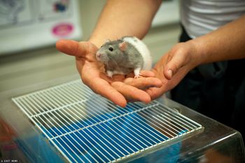 Szczury pomogły to pojąć. Wiadomo, co powoduje uzależnienie od alkoholu