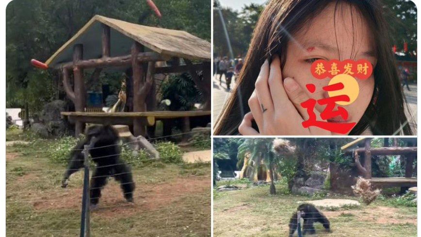 Rzucali do małpy butelką z wodą. Zwierzę się zemściło. 