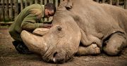 Powstał film o Sudanie, ostatnim nosorożcu północnym. Odszedł 5 lat temu