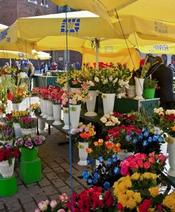 W Polsce brakuje ogrodników. "Przerzucają się na uprawę warzyw. Kwiaty będą bardzo drogie"