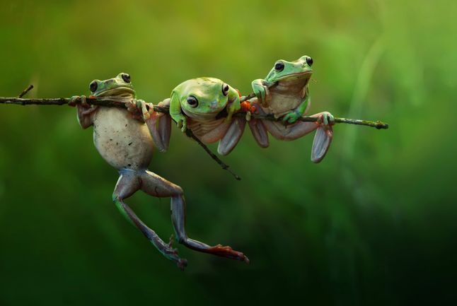 „frog story"