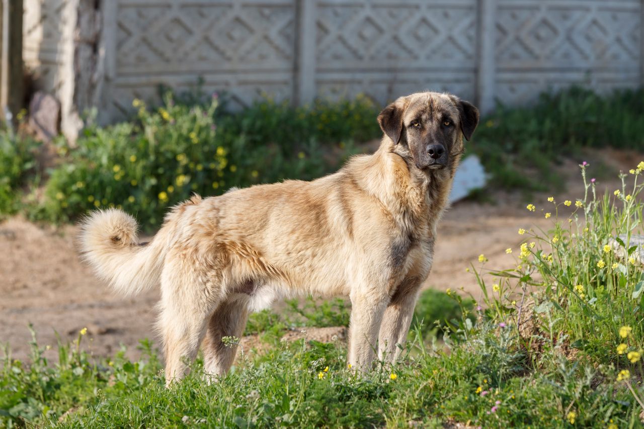 Anatolian