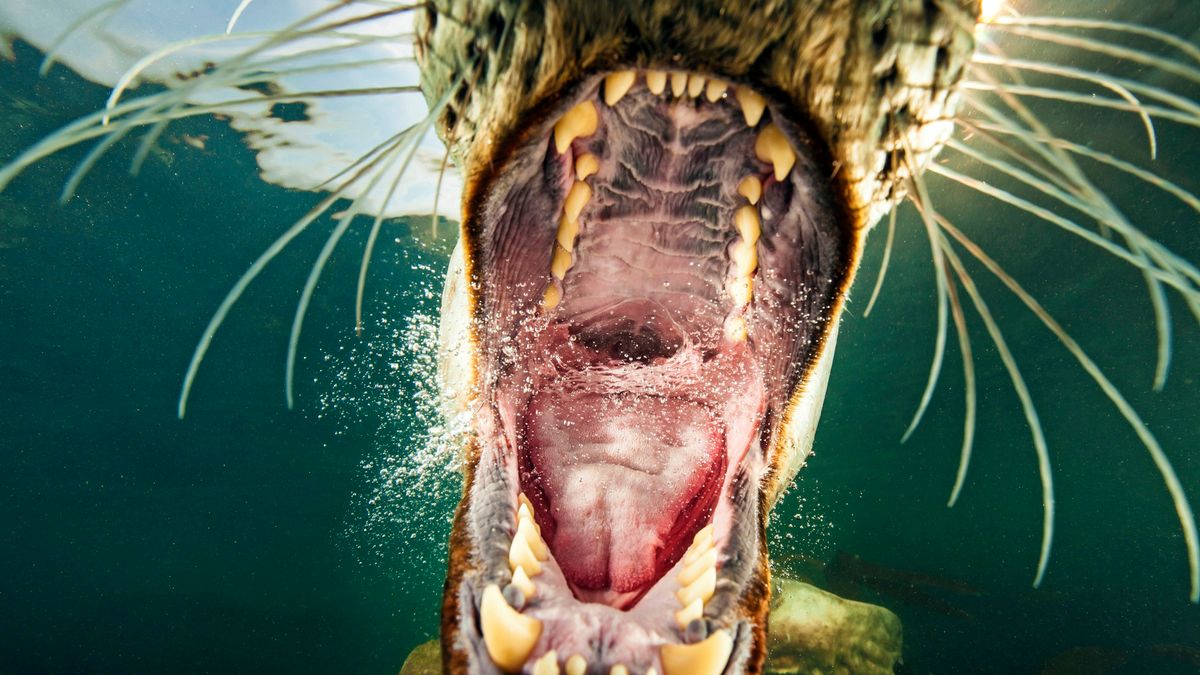 Uli Kunz pokazuje tajemnice podwodnego świata 1