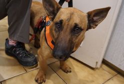 Odnalazł się 30 km dalej. Zdumienie w Krakowie