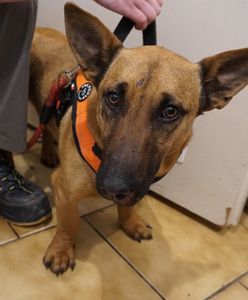 Odnalazł się 30 km dalej. Zdumienie w Krakowie