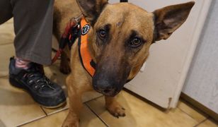 Odnalazł się 30 km dalej. Zdumienie w Krakowie