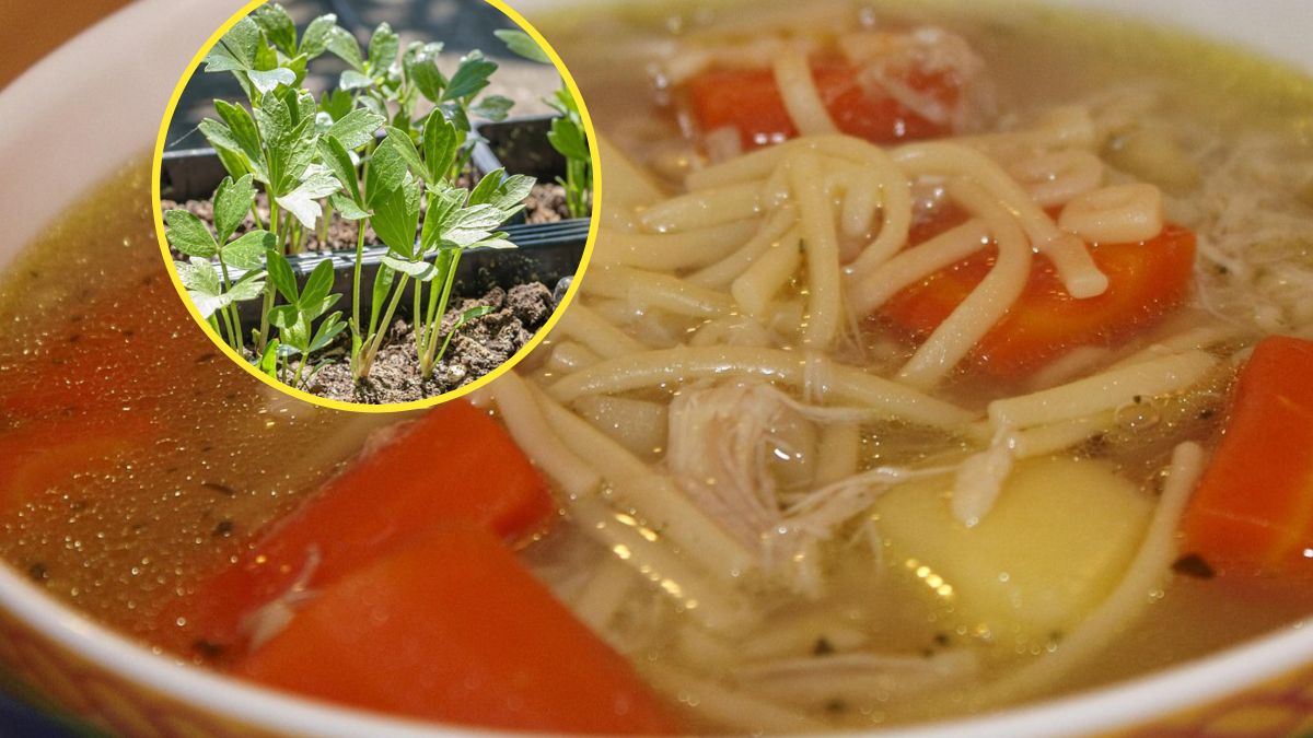 Lubczyk wzbogaca smak zup, w tym rosołu