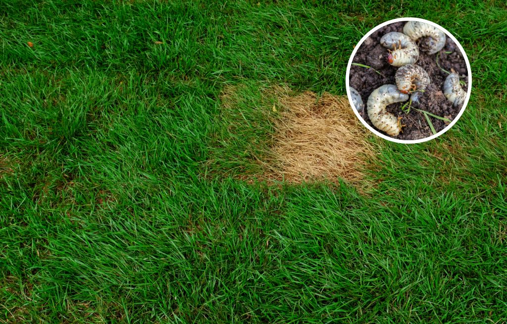 Zauważyłeś takie plamy na trawniku? Od razu reaguj