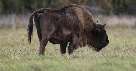 Obszczekał żubra. Wtedy gigant zaatakował