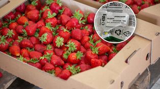 Wysłali do Polski mrożone truskawki za 280 mln zł. Oto skąd pochodzą