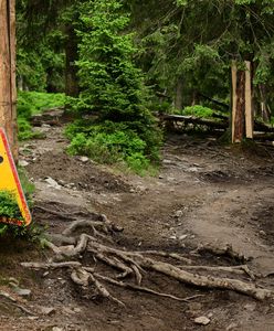 W góry z psem nie pójdziesz! Karkonoski Park Narodowy wprowadził zaskakujący zakaz