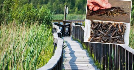 Inwazja obcego gatunku. "Zmutował". Zagrożony Poleski Park Narodowy