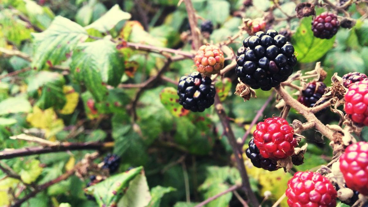 Na przeziębienie, ból żołądka i biegunkę. Dlaczego warto pić jeszcze herbatkę z liści malin i jeżyn?