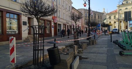 Zielone zmiany w Śródmieściu. Małe drzewa zastąpią dużymi, pojawią się też róże