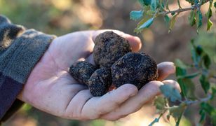 Te grzyby kosztują 4 tys. zł. Podpowiada, gdzie je sadzić