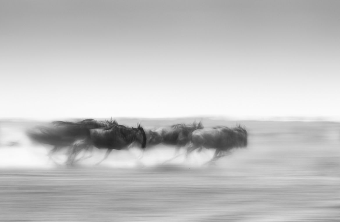 Wielu Polaków na podium w konkursie Monochrome Photography Awards 2017 75