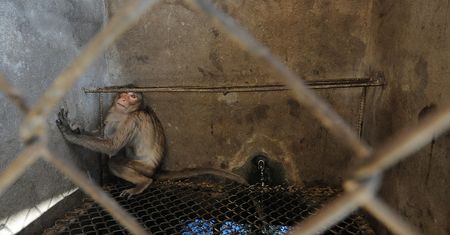 "We Animals" – wyjątkowy projekt dokumentalny, który zwraca uwagę na problem traktowania zwierząt