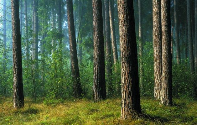 Park Narodowy. Bory Tucholskie to największy obszar leśny w Polsce