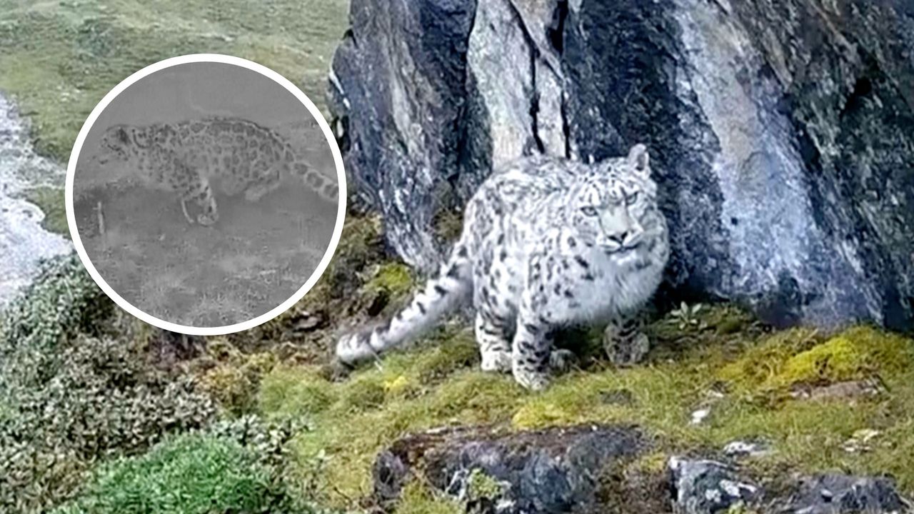 Niesamowity widok w Bhutanie. Fotopułapka uchwyciła śnieżną panterę