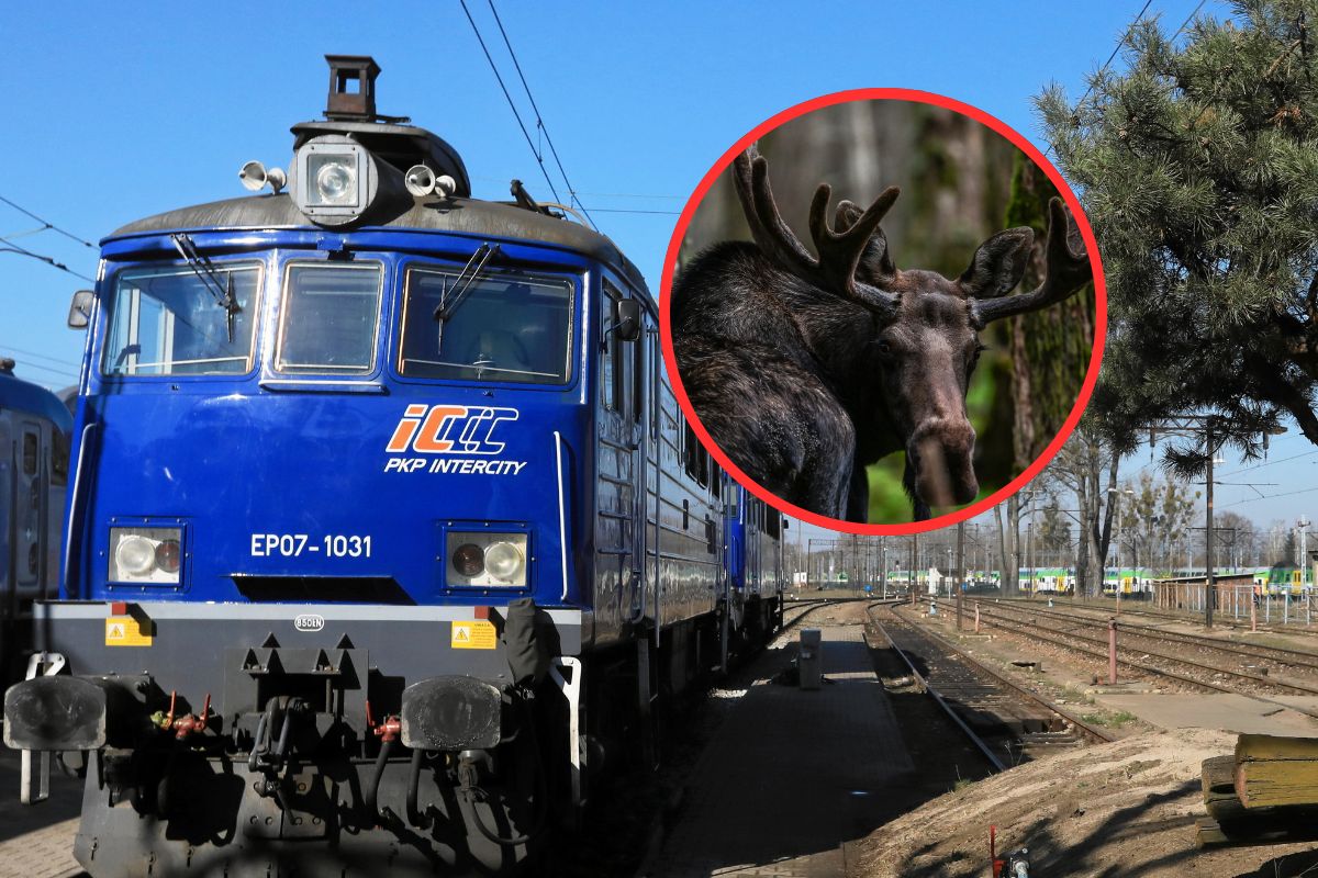 Pociąg dojechał do Polski bez kilku wagonów. Winny łoś