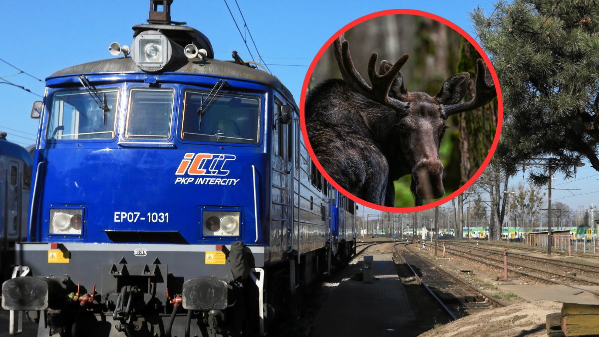 Pociąg dojechał do Polski bez kilku wagonów przez łosia.