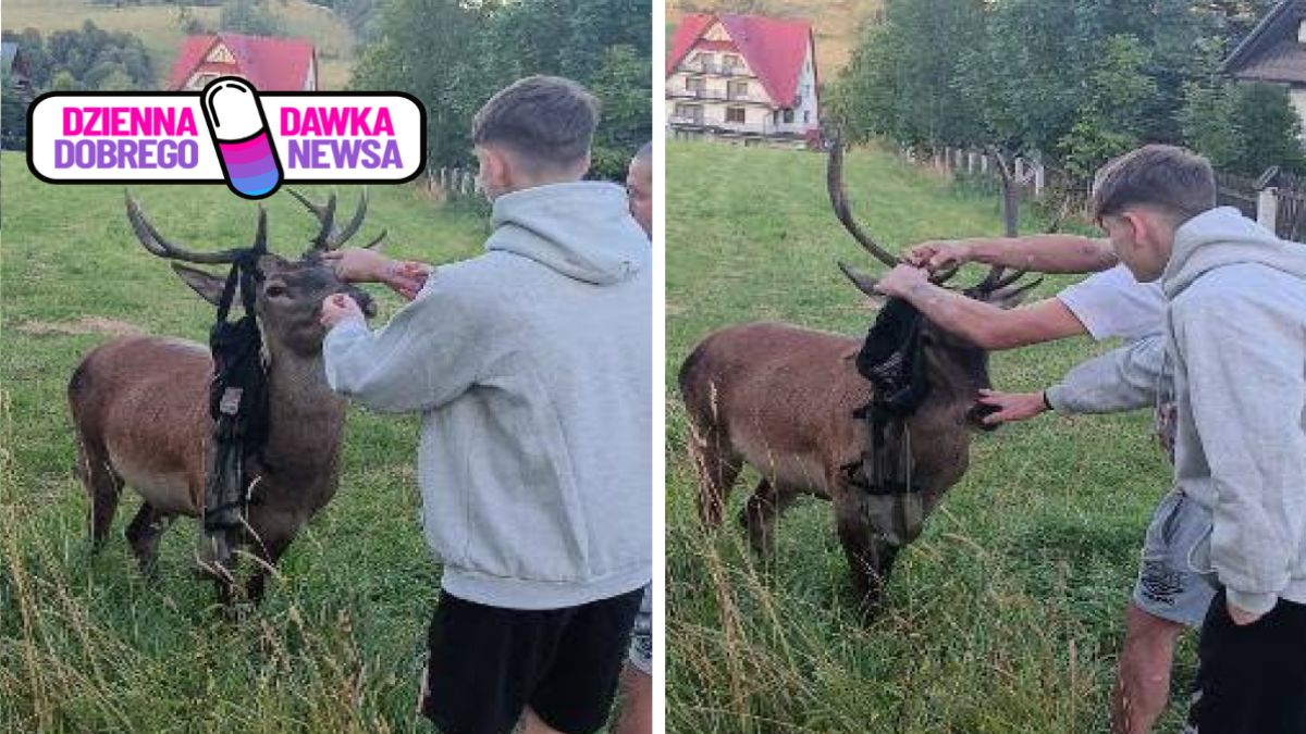 Turyści pomogli jeleniowi z Zakopanego