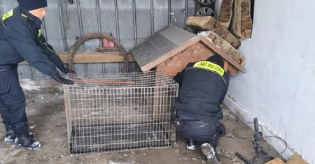 Znaleźli wilka w psiej budzie. "Przejaw największej desperacji"