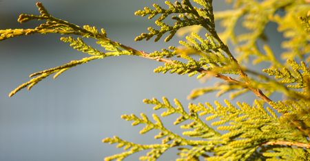 Twoje tuje nagle brązowieją? Zobacz, jak łatwo uratować swój żywopłot