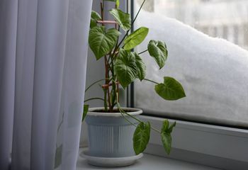 Ustaw przy kaloryferze. Kwiaty w mig znów się zazielenią