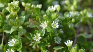 Jest wykorzystywana w ziołolecznictwie. Naukowcy postanowili jej się przyjrzeć