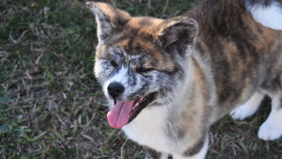Akita jest psem obronnym 