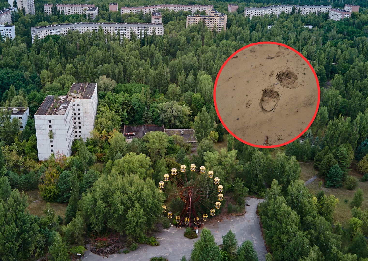 Ślady koło Czarnobyla. Zdjęcia nie kłamią