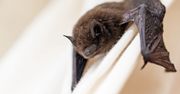 Nietoperze zamieszkały w szpitalu w Rybniku. "Syczą na ludzi"