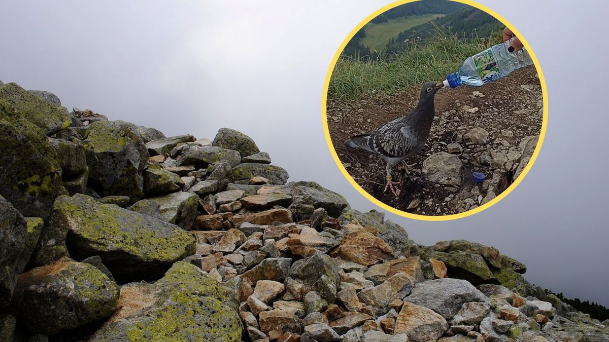 Niecodzienny widok w Tatrach. Internauci płaczą ze wzruszenia