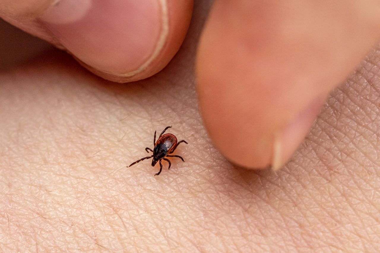 The fingers of the hand catch an encephalitis forest tick crawling on human skin