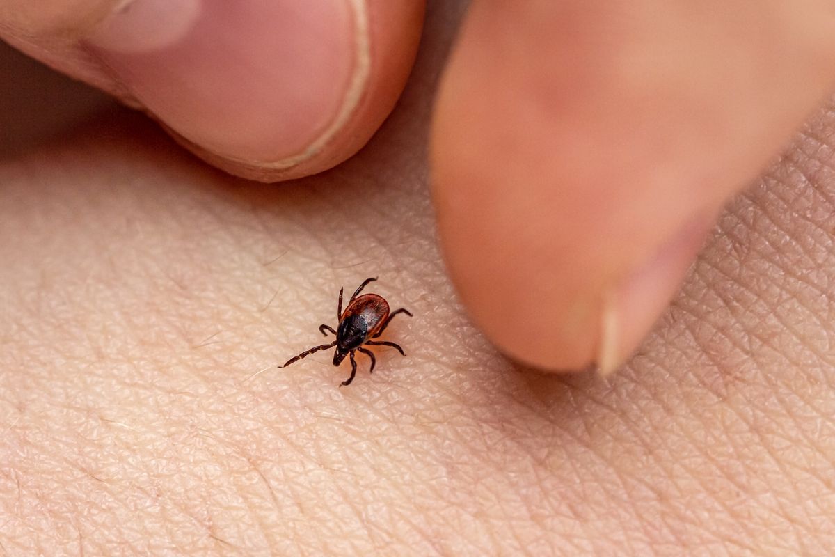 The fingers of the hand catch an encephalitis forest tick crawling on human skin
