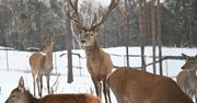 Warszawa: Hodowla jeleni. Jedyne takie miejsce na mapie stolicy
