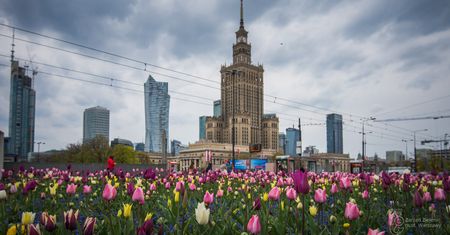 Warszawa w tulipanach. Stolicę zalało morze kwiatów [ZDJĘCIA]