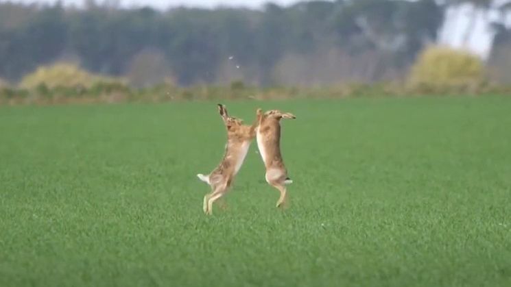 Fotografka zaobserwowała parę boksujących się zajęcy