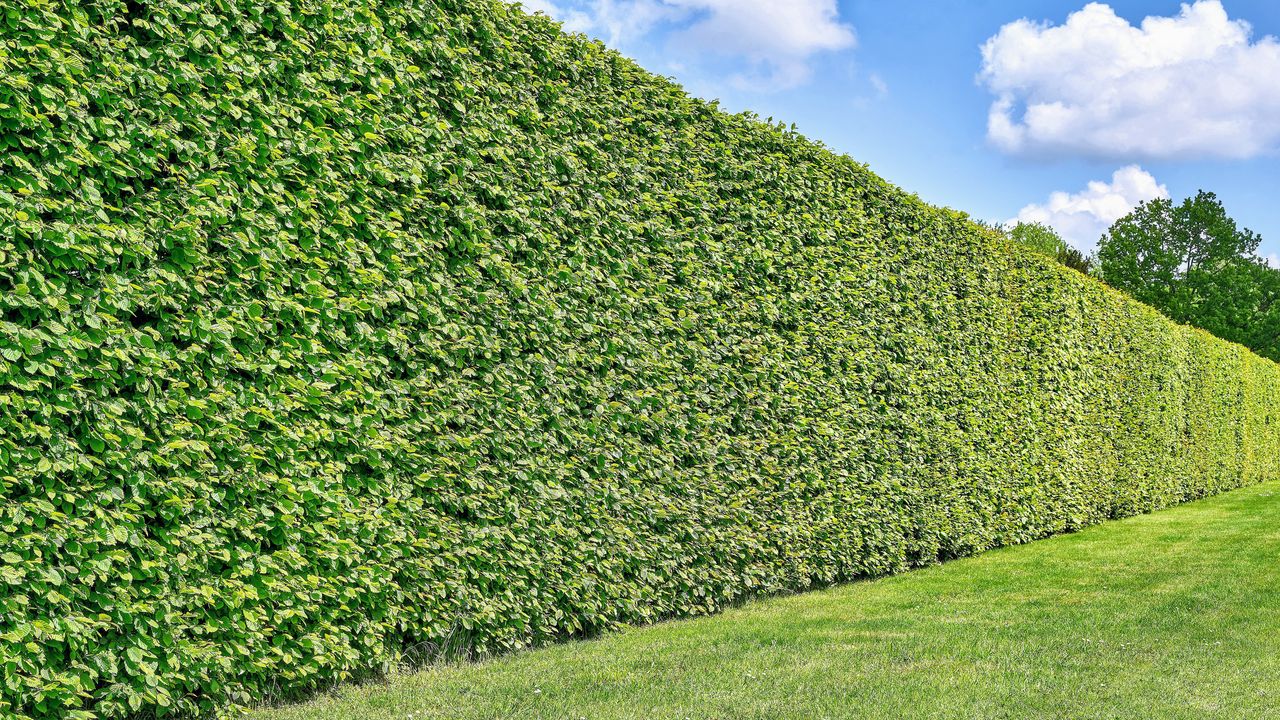 Carpinus betulus to świetna alternatywa dla tui