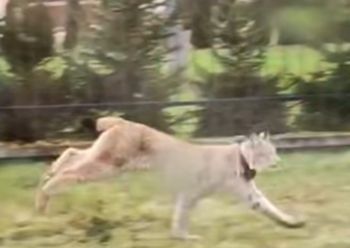 W środku dnia podeszły pod domy. Niezwykłe nagranie