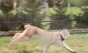 W środku dnia podeszły pod domy. Niezwykłe nagranie