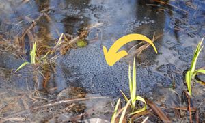 Galaretowaty twór w kałużach. Leśnicy już wypatrzyli. "Widać wiosną"