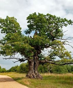 Polski dąb zostanie "Europejskim Drzewem Roku 2021"? Trwa głosowanie
