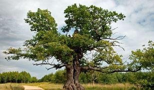 Polski dąb zostanie "Europejskim Drzewem Roku 2021"? Trwa głosowanie